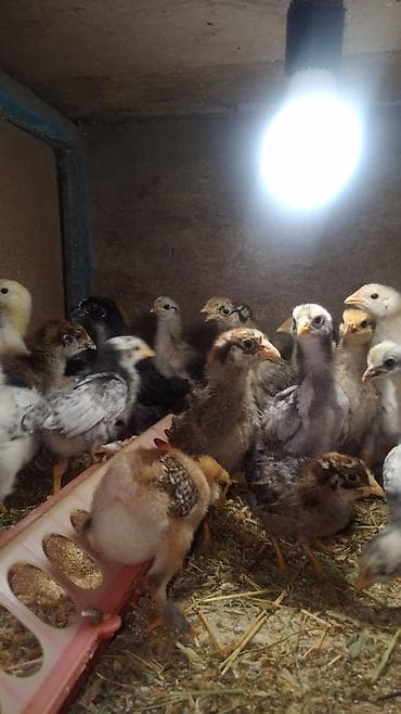 Продаю | Цыплята at lalafo.kg Продаю | Цыплята