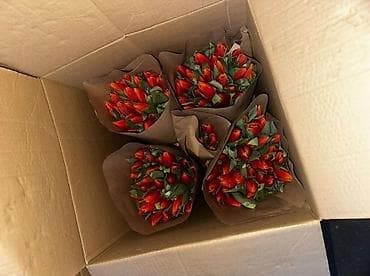 Бонбоньерки: Тюльпаны оптом свежие! Количество ограничено. Доставка и самовывоз at lalafo.kg — 4 Бонбоньерки: Тюльпаны оптом свежие! Количество ограничено. Доставка и самовывоз — 4