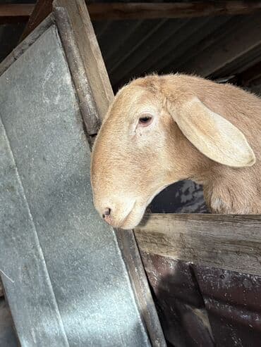 Продаю | Баран (самец) | Арашан | Для разведения | Котные at lalafo.kg Продаю | Баран (самец) | Арашан | Для разведения | Котные