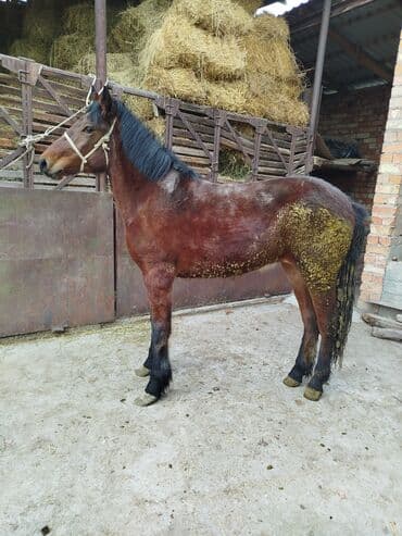 Продаю | Кобыла (самка) | Полукровка | На забой, Рабочий, Для разведения at lalafo.kg Продаю | Кобыла (самка) | Полукровка | На забой, Рабочий, Для разведения