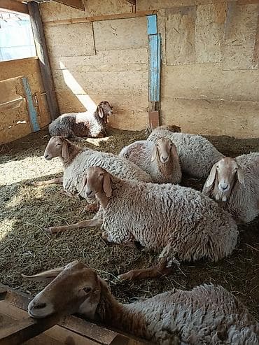 Продаю | Овца (самка) | Арашан | Для разведения | Племенные at lalafo.kg Продаю | Овца (самка) | Арашан | Для разведения | Племенные