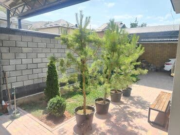 Посадка деревьев доступные цены качество работы at lalafo.kg Посадка деревьев доступные цены качество работы