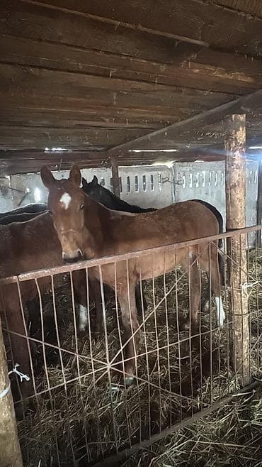 Продаю | Жеребенок | Рабочий at lalafo.kg Продаю | Жеребенок | Рабочий