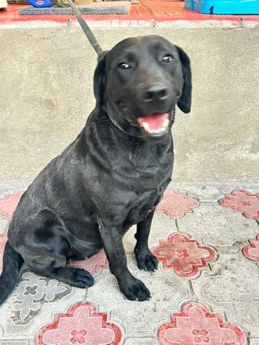 Лабрадор-ретривер, 1 год, Самка, С прививкой, С родословной at lalafo.kg Лабрадор-ретривер, 1 год, Самка, С прививкой, С родословной
