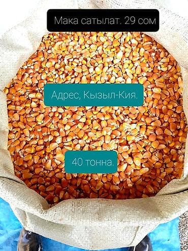 Кукуруза (зерно) для кормов и переработки. - Фракция: целое зерно at lalafo.kg Кукуруза (зерно) для кормов и переработки. - Фракция: целое зерно