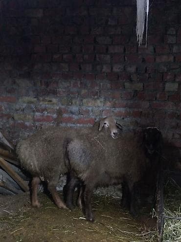 Продаю | Овца (самка) | Для разведения at lalafo.kg Продаю | Овца (самка) | Для разведения