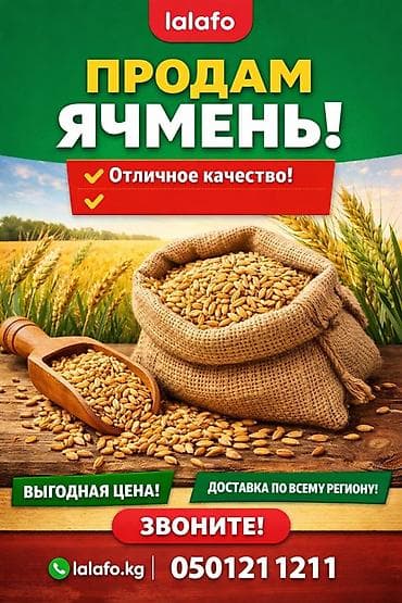 Ячмень в зерне - Отличное качество - Выгодная цена - Зерно чистое at lalafo.kg Ячмень в зерне - Отличное качество - Выгодная цена - Зерно чистое