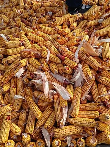 Кукуруза в початках (сушёная) с доставкой - Зерно на початках at lalafo.kg Кукуруза в початках (сушёная) с доставкой - Зерно на початках