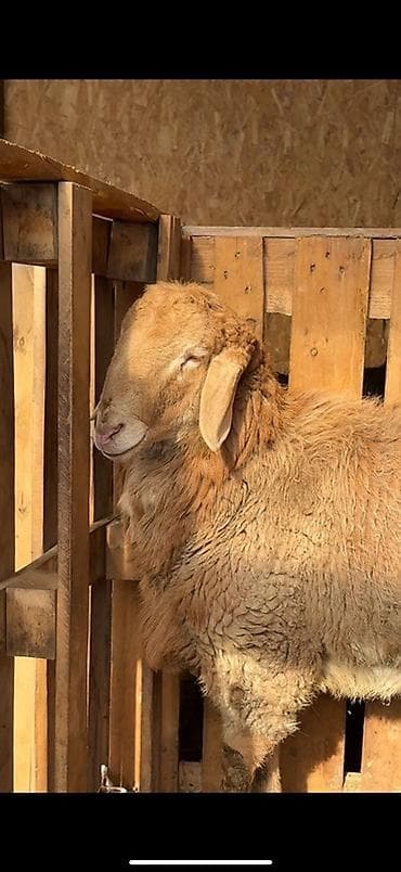 Продаю | Овца (самка) | Для разведения | Племенные at lalafo.kg Продаю | Овца (самка) | Для разведения | Племенные