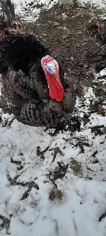 Индюк короз сатылат живой 14 кг чыгат баасы 7000мин at lalafo.kg Индюк короз сатылат живой 14 кг чыгат баасы 7000мин