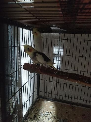 Нимфы (кореллы) — пара декоративных попугаев - Вид: корелла at lalafo.kg Нимфы (кореллы) — пара декоративных попугаев - Вид: корелла