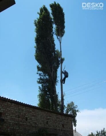 Пилю деревья. Мастер - опыт 17 лет. Пилю дрова, бревна, доски at lalafo.kg Пилю деревья. Мастер - опыт 17 лет. Пилю дрова, бревна, доски