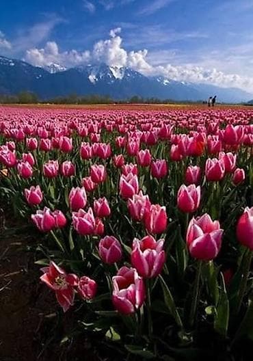 Продается оптом тюльпаны от производителя
пишите ватсап 0500.580.973 at lalafo.kg Продается оптом тюльпаны от производителя
пишите ватсап 0500.580.973