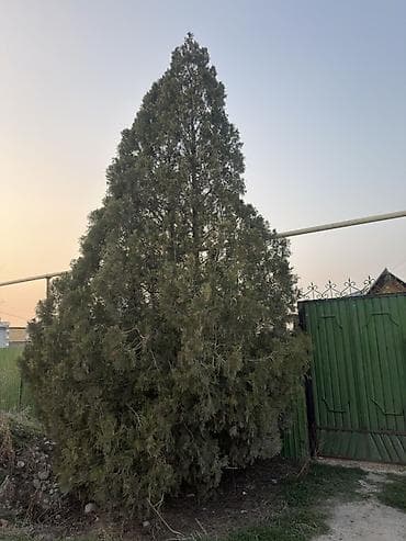 Туя (вероятно, западная, коническая форма), крупномер для озеленения at lalafo.kg Туя (вероятно, западная, коническая форма), крупномер для озеленения