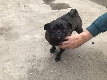 Продаю мопс 2,5 года звонит at lalafo.kg Продаю мопс 2,5 года звонит