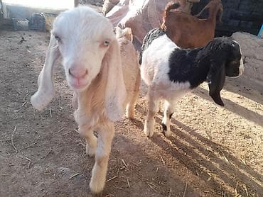 Продаю | Козлёнок | Полукровка, Битал | Для разведения | Племенные at lalafo.kg Продаю | Козлёнок | Полукровка, Битал | Для разведения | Племенные