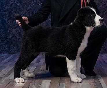 Алабай, 2 месяца, Самка at lalafo.kg Алабай, 2 месяца, Самка