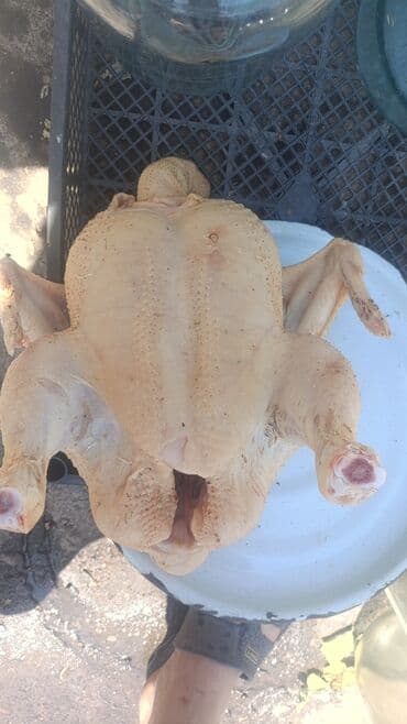 3 кг at lalafo.kg 3 кг