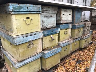 🐝 Продаю пчелиные ульи | Отличное состояние!* Идеальный вариант для at lalafo.kg 🐝 Продаю пчелиные ульи | Отличное состояние!* Идеальный вариант для