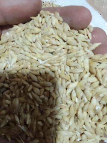 Продаю ячмень сорт Грейс
из под комбайна at lalafo.kg Продаю ячмень сорт Грейс
из под комбайна