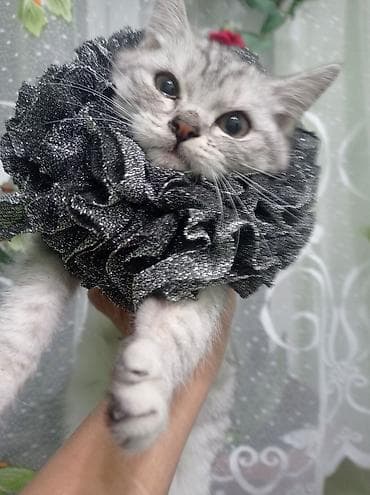 Елизаветинский воротник-гарнитура для кошек - Нарядные съемные at lalafo.kg — 6 Елизаветинский воротник-гарнитура для кошек - Нарядные съемные — 6