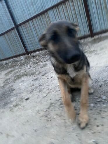 7 месяцев, Самка at lalafo.kg 7 месяцев, Самка