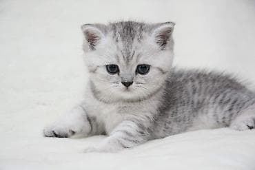 Куплю котёнка мальчик!!!! шотландская серебристая шиншилла (chinchilla at lalafo.kg Куплю котёнка мальчик!!!! шотландская серебристая шиншилла (chinchilla