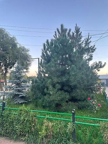 Номер, АК КАЛПАК ЦО Голубой Иссык-Куль, Чолпон-Ата at lalafo.kg — 2 Номер, АК КАЛПАК ЦО Голубой Иссык-Куль, Чолпон-Ата — 2