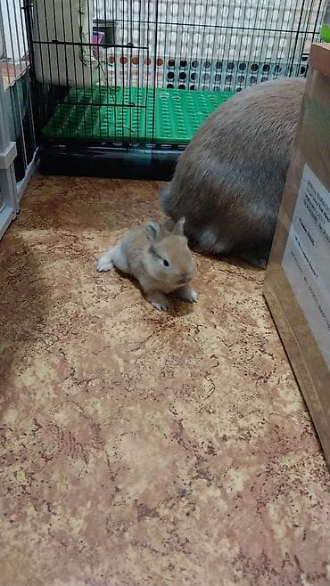 Башка: Открыта бронь на декоративных кроликов породы Львиная голова. Сейчас lalafo.kg да — 3 Башка: Открыта бронь на декоративных кроликов породы Львиная голова. Сейчас — 3