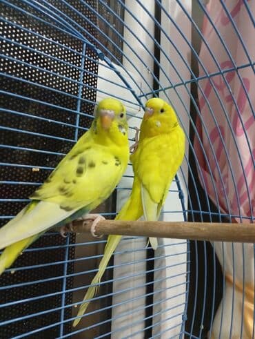 Продаю попугаев вместе с клеткойигрушкамипоилками at lalafo.kg Продаю попугаев вместе с клеткойигрушкамипоилками