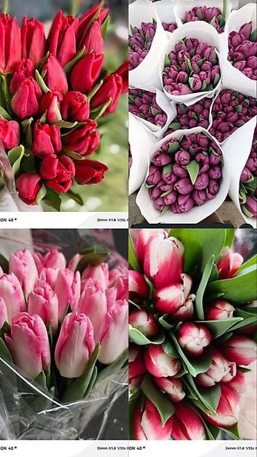 Тюльпаны В РОЗНИЦУ 🌷🌷🌷 По 110 сом 7-8 марта + упаковка ЗВОНИТЬ ПО at lalafo.kg Тюльпаны В РОЗНИЦУ 🌷🌷🌷 По 110 сом 7-8 марта + упаковка ЗВОНИТЬ ПО