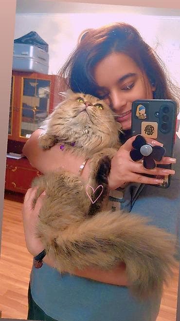 Сибирская, 2 года, Мальчик, Золотая шиншилла, С прививками, Приучена к лотку, Проглистована at lalafo.kg — 6 Сибирская, 2 года, Мальчик, Золотая шиншилла, С прививками, Приучена к лотку, Проглистована — 6