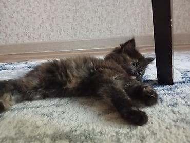 Котёнок-девочка, окраса «черепаха» (тёмный мрамор с рыжими at lalafo.kg Котёнок-девочка, окраса «черепаха» (тёмный мрамор с рыжими