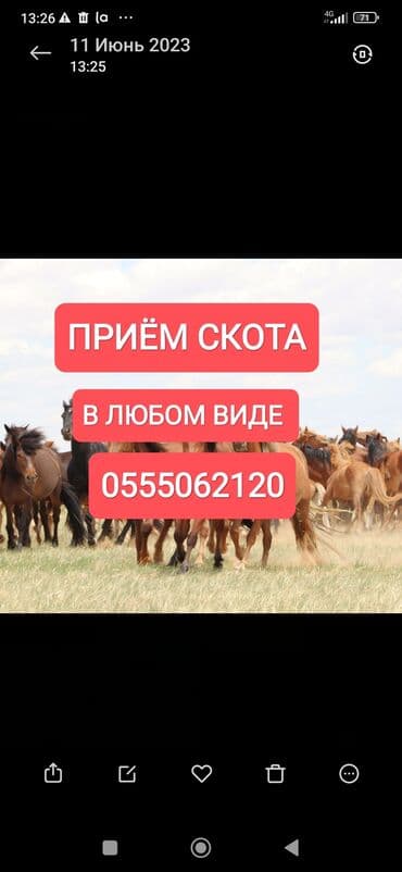 Куплю | Коровы, быки, Лошади, кони, Другие с/х животные | Круглосуточно, Любое состояние, Забитый at lalafo.kg Куплю | Коровы, быки, Лошади, кони, Другие с/х животные | Круглосуточно, Любое состояние, Забитый