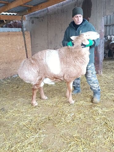 Продаю | Баран (самец) | Арашан | Для разведения | Племенные, Осеменитель at lalafo.kg Продаю | Баран (самец) | Арашан | Для разведения | Племенные, Осеменитель