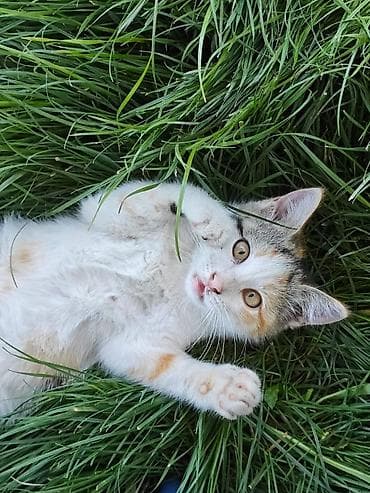 Котята домашние, игривые и контактные. Описание: - Возраст примерно at lalafo.kg Котята домашние, игривые и контактные. Описание: - Возраст примерно