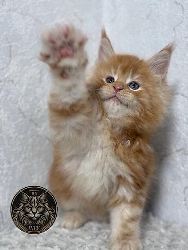 Породистый котёнок мейн-кун, окраса красный (red tabby) с белым at lalafo.kg Породистый котёнок мейн-кун, окраса красный (red tabby) с белым
