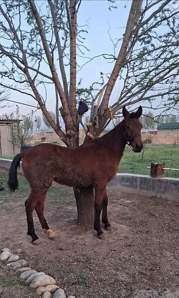 Продаю | Жеребенок, Кобыла (самка) | Полукровка | Конный спорт, Для разведения | Племенные at lalafo.kg Продаю | Жеребенок, Кобыла (самка) | Полукровка | Конный спорт, Для разведения | Племенные