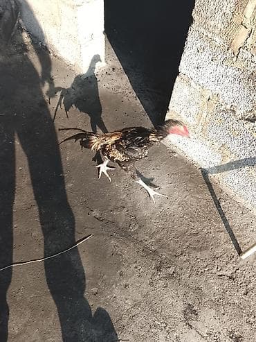 Продаю | Петух | Дакан | Для разведения at lalafo.kg Продаю | Петух | Дакан | Для разведения