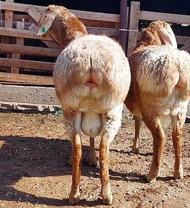 Продаю | Ягненок, Баран (самец) | Для разведения | Племенные, Осеменитель at lalafo.kg — 5 Продаю | Ягненок, Баран (самец) | Для разведения | Племенные, Осеменитель — 5