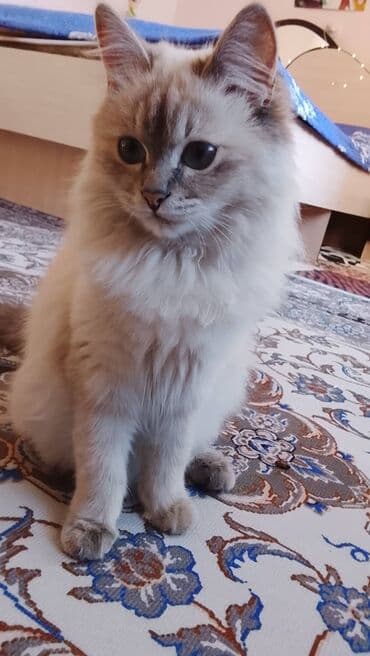 Сибирская, 5 месяцев, Девочка, Белый, Приучена к лотку, Проглистована at lalafo.kg Сибирская, 5 месяцев, Девочка, Белый, Приучена к лотку, Проглистована