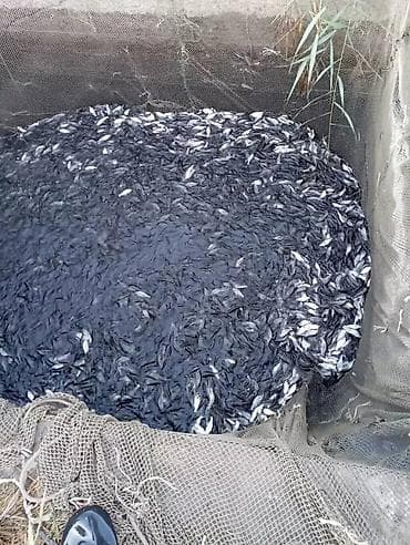 Водолазкалар: МАЛЁК Карп Амур Толстолобик село Озёрное берём заказы на начало lalafo.kg да — 3 Водолазкалар: МАЛЁК Карп Амур Толстолобик село Озёрное берём заказы на начало — 3