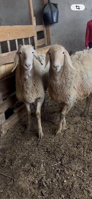 Продаю | Овца (самка) | Арашан | Для разведения | Ярка at lalafo.kg Продаю | Овца (самка) | Арашан | Для разведения | Ярка