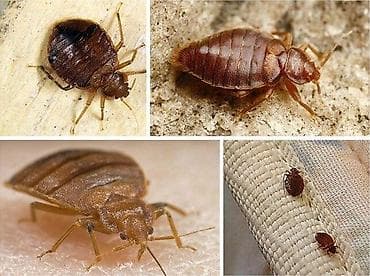 Дезинфекция, дезинсекция, | Клопы, Блохи, Тараканы, | Транспорт, Офисы, Квартиры at lalafo.kg — 8 Дезинфекция, дезинсекция, | Клопы, Блохи, Тараканы, | Транспорт, Офисы, Квартиры — 8