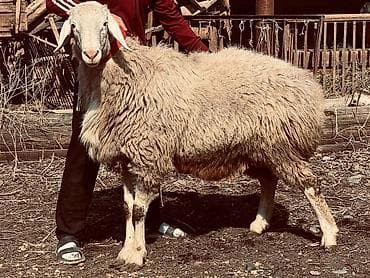 Продаю | Баран (самец) | Арашан at lalafo.kg Продаю | Баран (самец) | Арашан