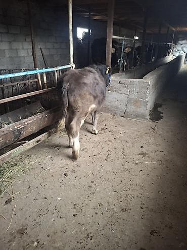 Продаю | Тёлка | На откорм | Привязанные at lalafo.kg Продаю | Тёлка | На откорм | Привязанные