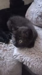 Линолеум: Мышык бекер берилет: Скотиш Страйт (Шотландиялык тик кулактуу), 2 айлык, Ургаачы lalafo.kg да — 2 Линолеум: Мышык бекер берилет: Скотиш Страйт (Шотландиялык тик кулактуу), 2 айлык, Ургаачы — 2