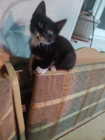 Кошка даром: Беспородная, Мальчик at lalafo.kg Кошка даром: Беспородная, Мальчик