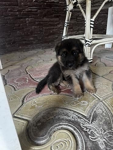 ПРОПАЛ ЩЕНОК В селе Пригородное, жил массив «Жениш», 1 месячный совсем at lalafo.kg ПРОПАЛ ЩЕНОК В селе Пригородное, жил массив «Жениш», 1 месячный совсем
