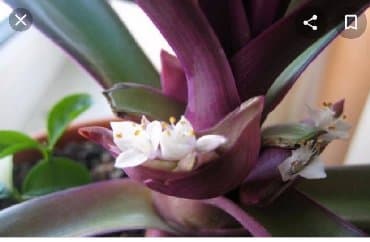 Продаю: 1. цветок рео ( кошелек бизнесмена ) не прихотливый. Цветёт at lalafo.kg Продаю: 1. цветок рео ( кошелек бизнесмена ) не прихотливый. Цветёт